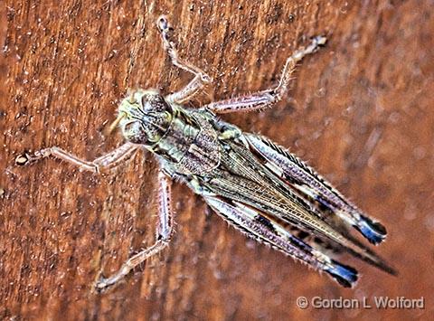 Grasshopper_27731-41.jpg - Photographed at Smiths Falls, Ontario, Canada.